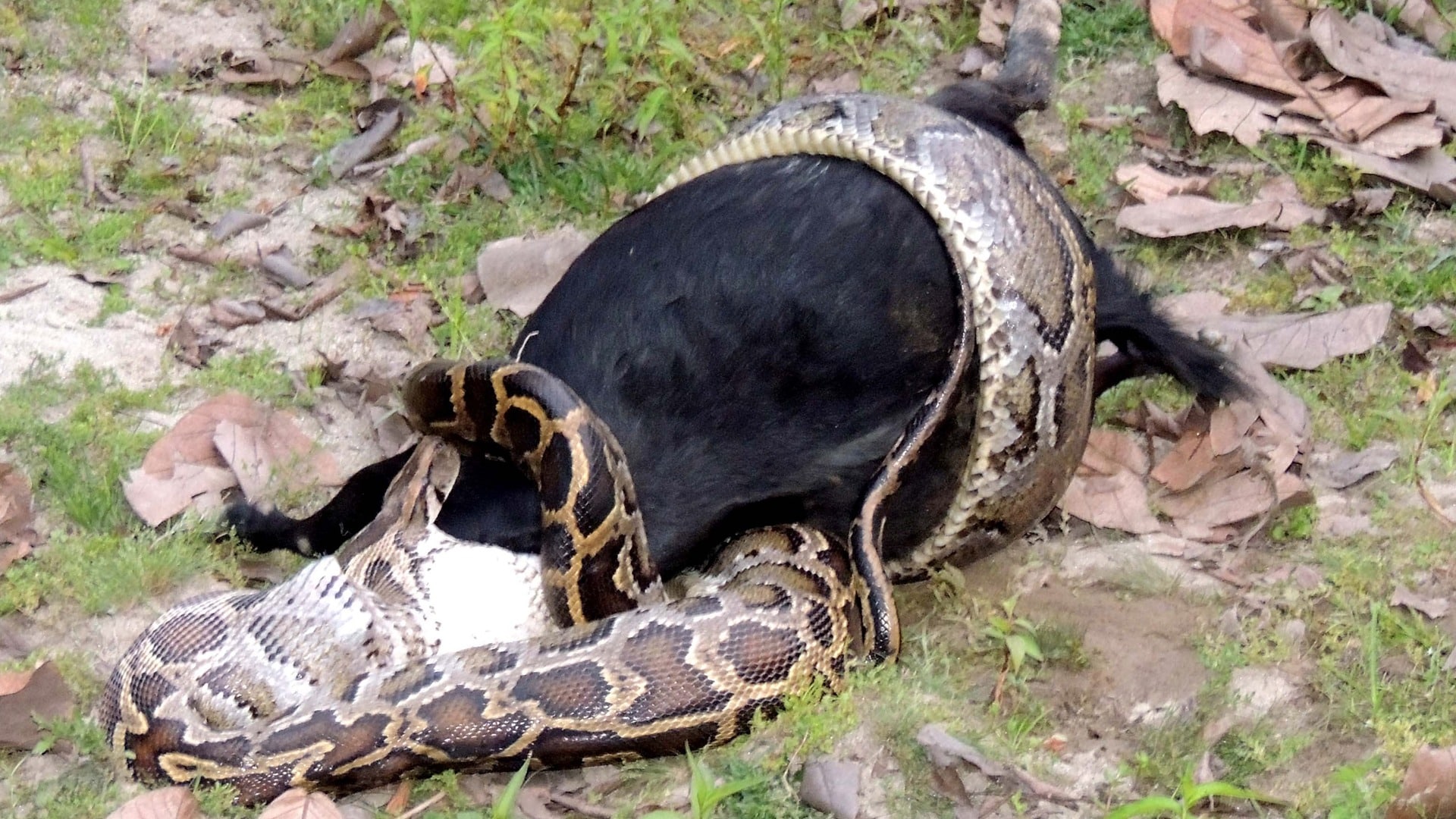 Змеи заглатывают добычу целиком. Змея Анаконда заглатывает питона. Сетчатый питон против анаконды.
